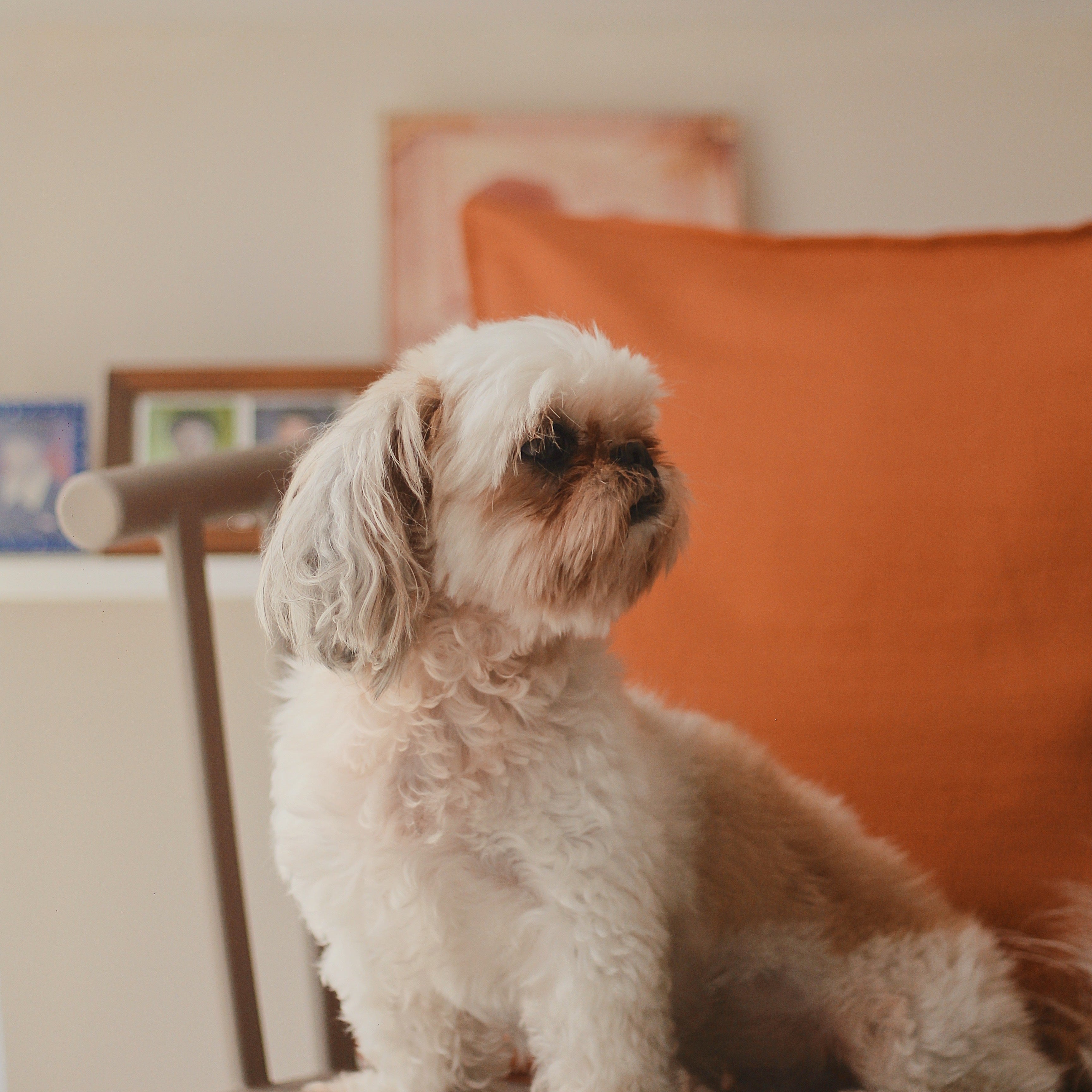 The Petrait