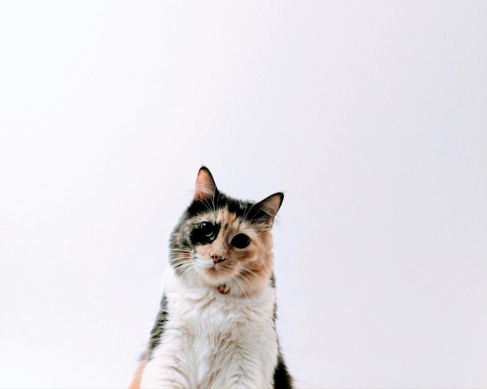 The Petrait