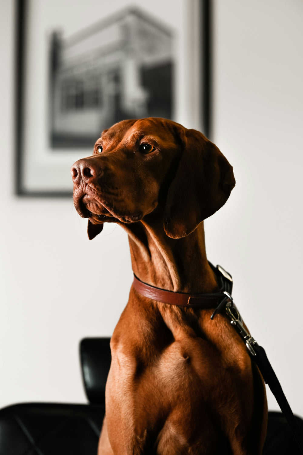 The Petrait